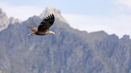 The White tailed Eagle in his natural habitat.