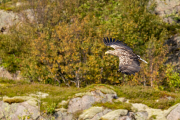 The White tailed Eagle in his natural habitat.