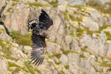 The White tailed Eagle in his natural habitat.