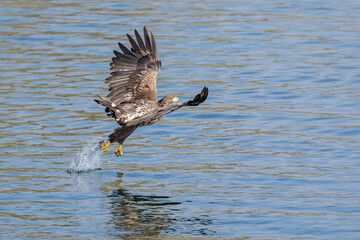 The White tailed Eagle in his natural habitat.