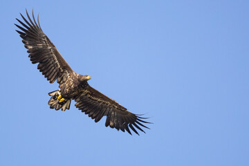 The White tailed Eagle in his natural habitat.