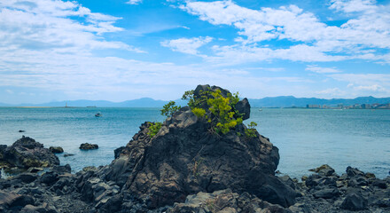 日本の鹿児島の桜島の海と溶岩と松