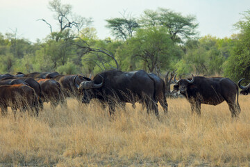 Obraz premium Buffalo herd grazing in Hwange National Park Zimbabwe during golden hour