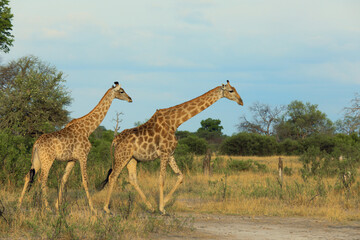 Giraffes wander through the savanna landscape of Hwange National Park in Zimbabwe during the late afternoon light