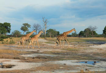 Giraffes roam the dry plains of Hwange National Park during late afternoon in Zimbabwe