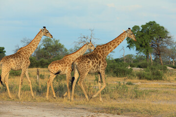 A herd of giraffes gracefully walking through Hwange National Park in Zimbabwe during the golden hour of a tranquil afternoon