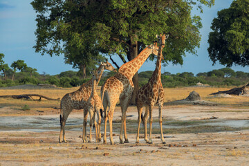 Giraffes gather in Hwange National Park under a clear sky, showcasing their graceful stature and natural behavior in Zimbabwe's wildlife