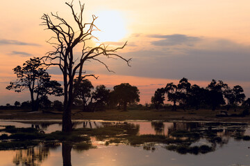 Fototapeta premium Sunset illuminates Hwange National Park with silhouetted trees and tranquil water reflections in Zimbabwe's wilderness