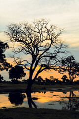 Sunset reflections at Hwange National Park in Zimbabwe with a silhouette of a barren tree by a...