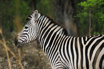 Zebra grazing in Hwange National Park, Zimbabwe, surrounded by lush vegetation during the daytime