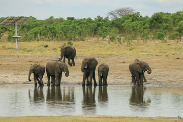 Obraz premium Elephants drinking at a waterhole in Hwange National Park, Zimbabwe under a clear sky during the warm afternoon