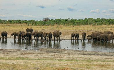 Naklejka premium Elephants bathing in a watering hole at Hwange National Park in Zimbabwe during the dry season under a blue sky