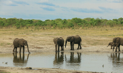 Elephants gathering at a watering hole in Hwange National Park, Zimbabwe during a sunny afternoon