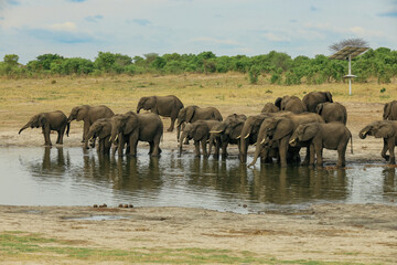 Obraz premium A herd of elephants gathering at a waterhole in Hwange National Park, Zimbabwe during the dry season