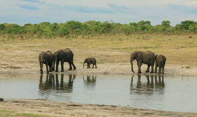 Obraz premium Elephants gather near water in Hwange National Park, Zimbabwe during the dry season, showcasing their social bonds and natural habitat