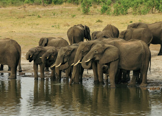Obraz premium A herd of elephants gathers at a waterhole in Hwange National Park, Zimbabwe during the warm afternoon sun