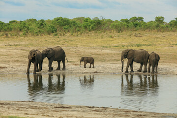 Naklejka premium Elephants gather at a waterhole in Hwange National Park, Zimbabwe during the warm afternoon sun