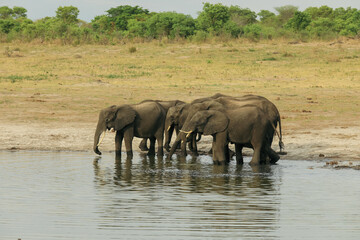 Elephants gather at a waterhole in Hwange National Park, Zimbabwe during the dry season
