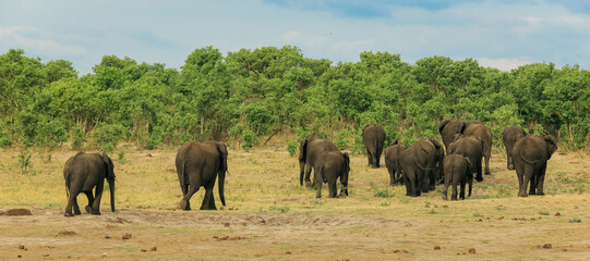 Herd of elephants grazing under a clear sky in Hwange National Park, Zimbabwe during the warm afternoon