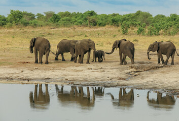Obraz premium A herd of elephants gathers near a waterhole in Hwange National Park, Zimbabwe, showcasing their social interaction during the afternoon