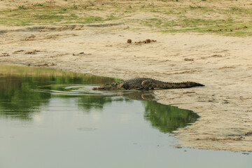 A crocodile basking on the sandy bank of a tranquil waterhole in Hwange National Park, Zimbabwe during a sunny afternoon