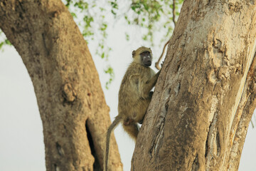 A baboon climbs a tree in Hwange National Park, Zimbabwe, showcasing agility and natural behavior in its habitat