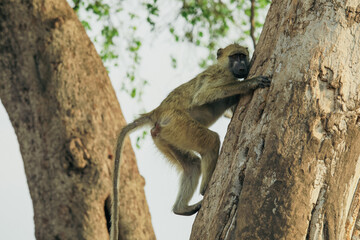 A baboon climbs a tree in Hwange National Park, Zimbabwe, enjoying the afternoon sun and its natural habitat