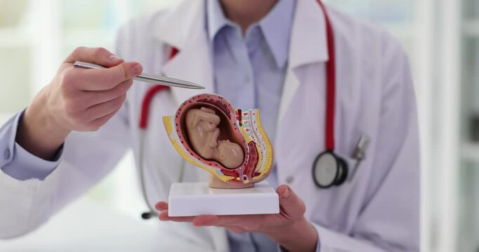 Gynecologist shows fetus in uterus of anatomical model of human organ. Preparing for pregnancy