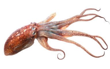 Giant squid isolated on white or transparent background