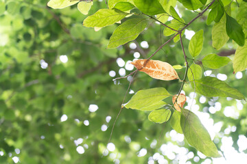 Nature background with green leaves, natural bokeh blur light in the morning