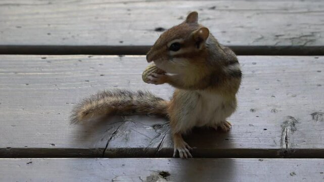 Chipmunk eating peanut shell and nut by stuffing into puffy mouth cheeks
