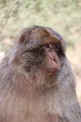 Macaque de barbarie