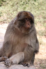 Macaque de barbarie