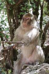 Obraz premium Macaque de barbarie