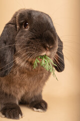 A cute rabbit with big ears eating green leaves
