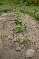 The process of planting pepper seedlings in the garden. Spring work in the garden. High quality 4k footage