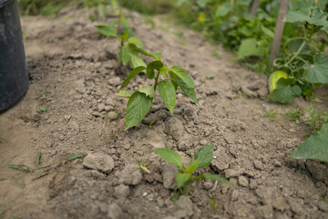 The process of planting pepper seedlings in the garden. Spring work in the garden. High quality 4k footage