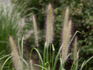 close up of a lavender