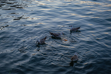 Wings of Stillness: Seagulls Dancing on Istanbul Waters