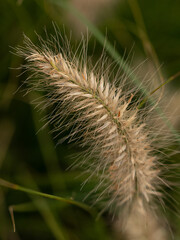 Close-up of a Fluffy Grass Seed Head