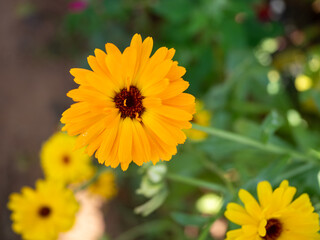Close up of an orange calendula flower, in a garden boarder in summer