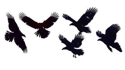 Obraz premium eagle silouettes