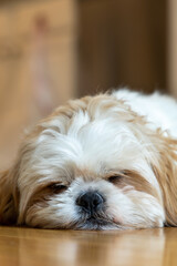 A small white dog is laying on a wooden floor