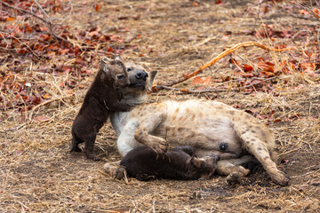 Two hyena cubs with their mother