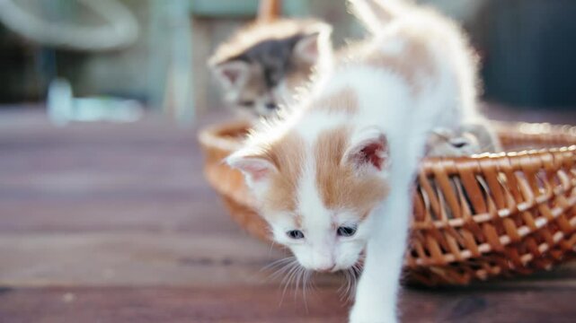 Cute clumsy kitten taking its first steps