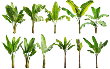 Green banana tree collection isolated on white or transparent background