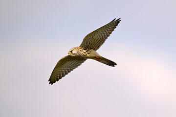 Turmfalke // Common kestrel (Falco tinnunculus)