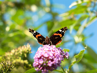Butterfly on flower