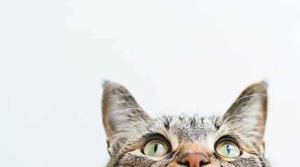 Funny peeping cat looking up. Isolated on white background