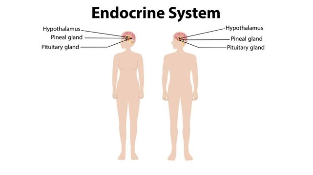Human Endocrine System Overview